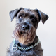 Image for article titled Dog Hopes He Doesn’t Get Stuck With Chatty Groomer Again